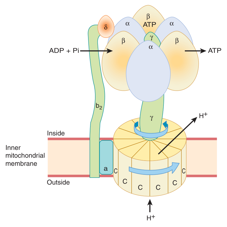 ATP synthase as a rotary motor: protons passing through the F₀ disc of “C” subunits rotate it and the γ-axle, which squeezes each β-subunit of the fixed F₁ head in turn — three ATP per revolution