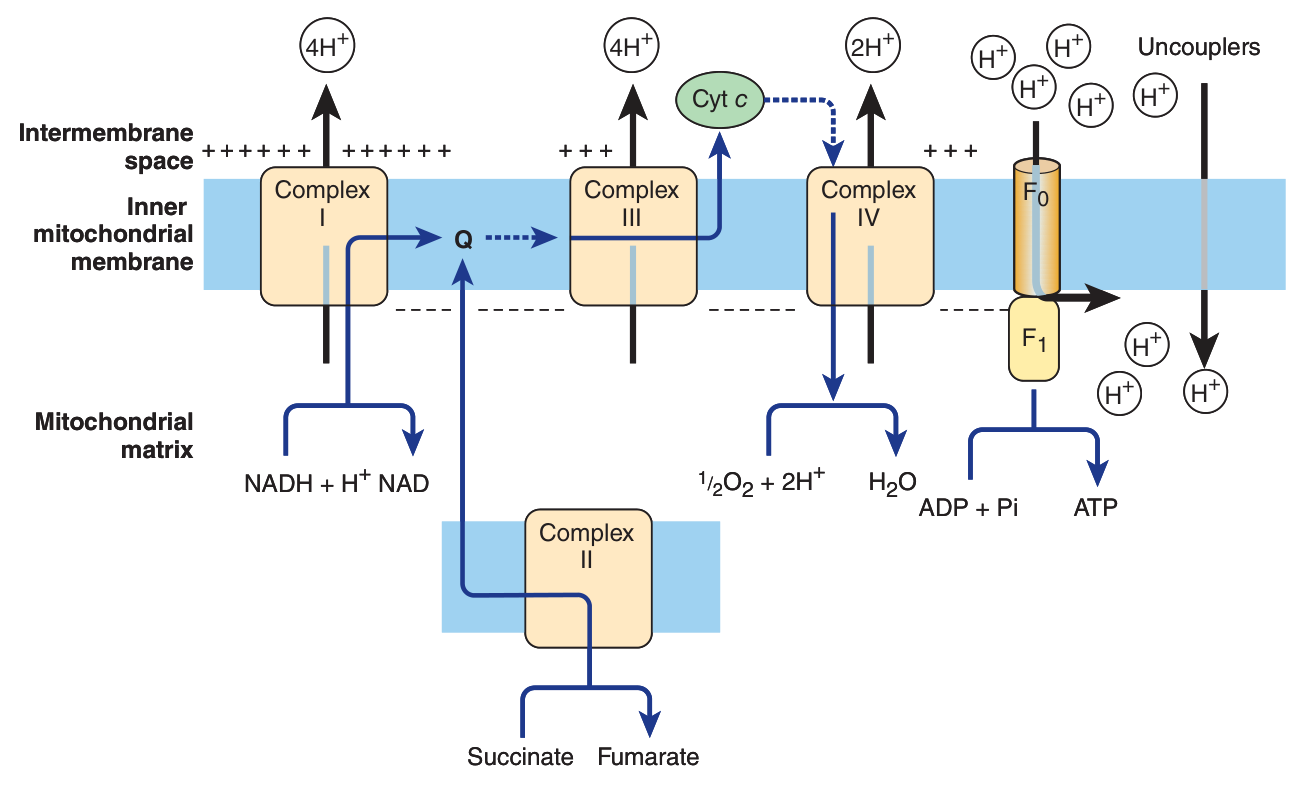 The chemiosmotic theory: Complexes I, III and IV pump protons out, and the proton motive force drives ATP synthase. Uncouplers (right) let protons leak back, collapsing the gradient