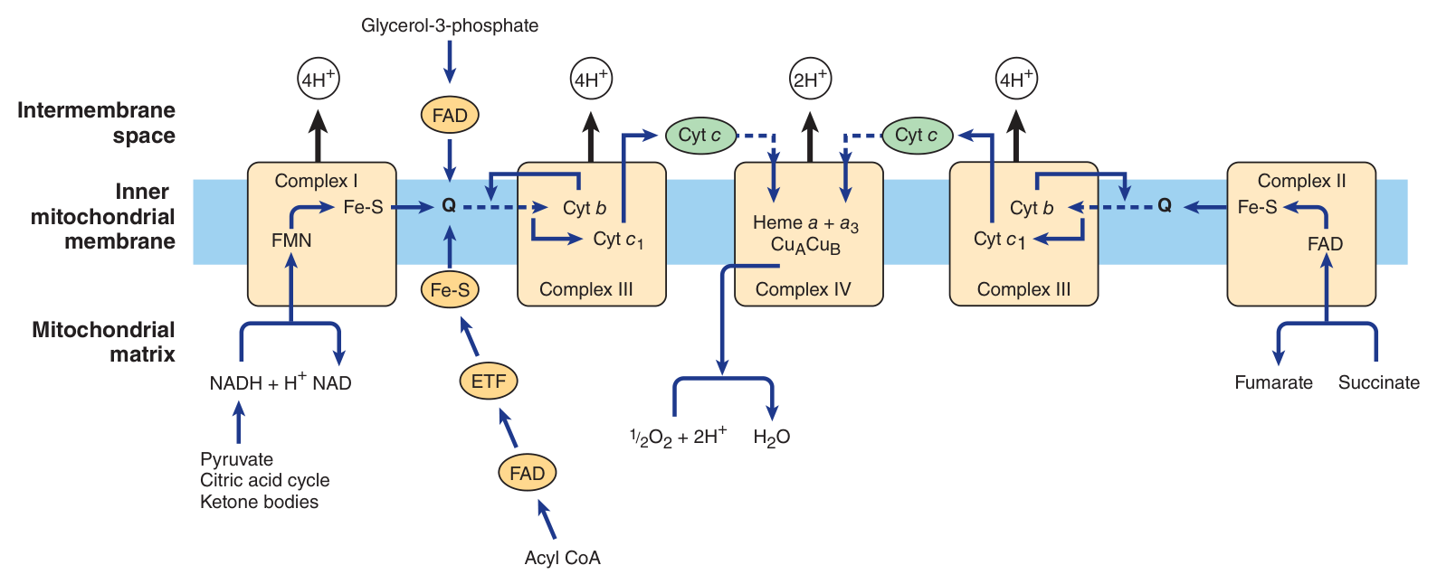 Flow of electrons through the respiratory chain complexes, with the entry points for reducing equivalents from important substrates. Note the proton counts: 4H⁺ at Complex I, 4H⁺ at III, 2H⁺ at IV — and none at Complex II