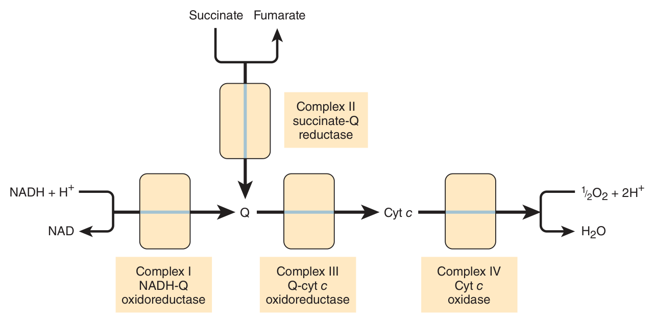 Overview of electron flow: NADH enters at Complex I, succinate at Complex II, and both converge on Q — then cytochrome c and Complex IV