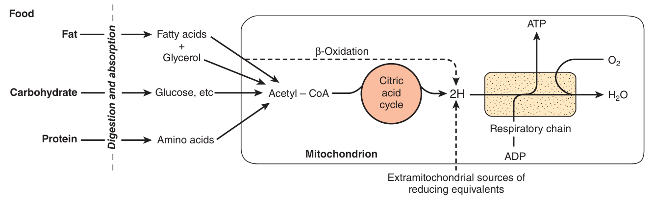 How food energy becomes ATP: oxidation of fat, carbohydrate and protein generates reducing equivalents (2H) which the respiratory chain collects for oxidation and coupled ATP generation