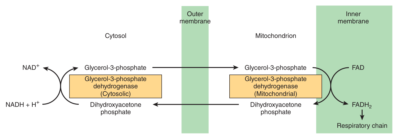 The glycerophosphate shuttle — reducing equivalents are delivered to a FLAVOPROTEIN, so electrons enter at Q and bypass Complex I