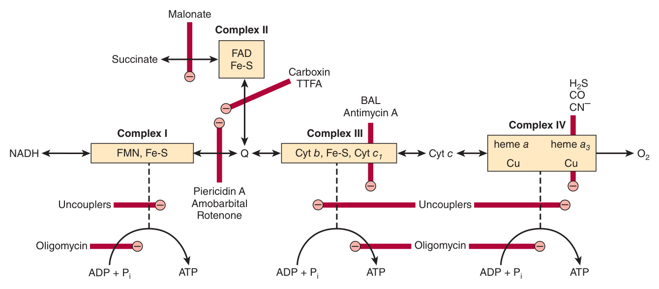 Sites of inhibition of the respiratory chain. Note malonate at Complex II, barbiturates at Complex I, antimycin A and BAL at Complex III, cyanide/CO/H₂S at Complex IV, oligomycin on the phosphorylation step, and uncouplers acting on the membrane itself