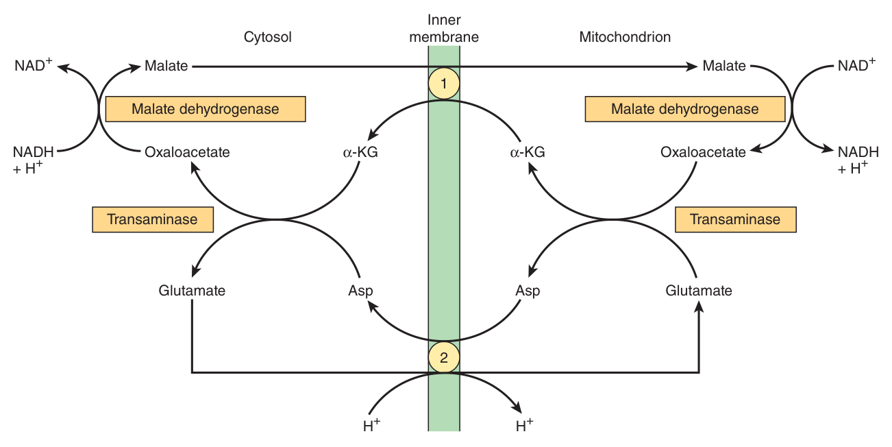 The malate shuttle — regenerates NADH inside the matrix, so electrons enter at Complex I and the full proton count is obtained. Of more universal utility