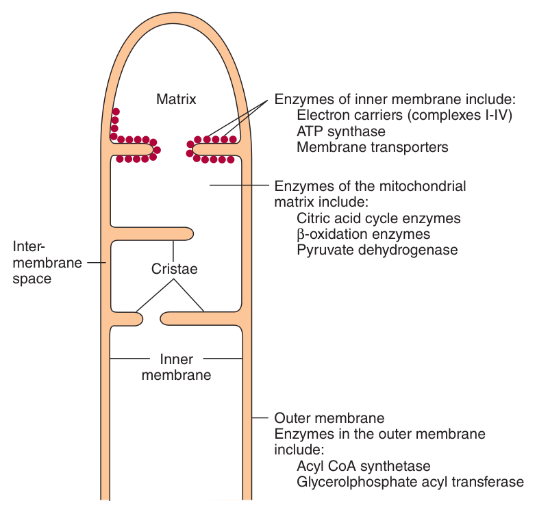 Structure of the mitochondrial membranes, with the marker enzymes of each compartment. Note the cristae, and that the respiratory chain complexes and ATP synthase are in the INNER membrane