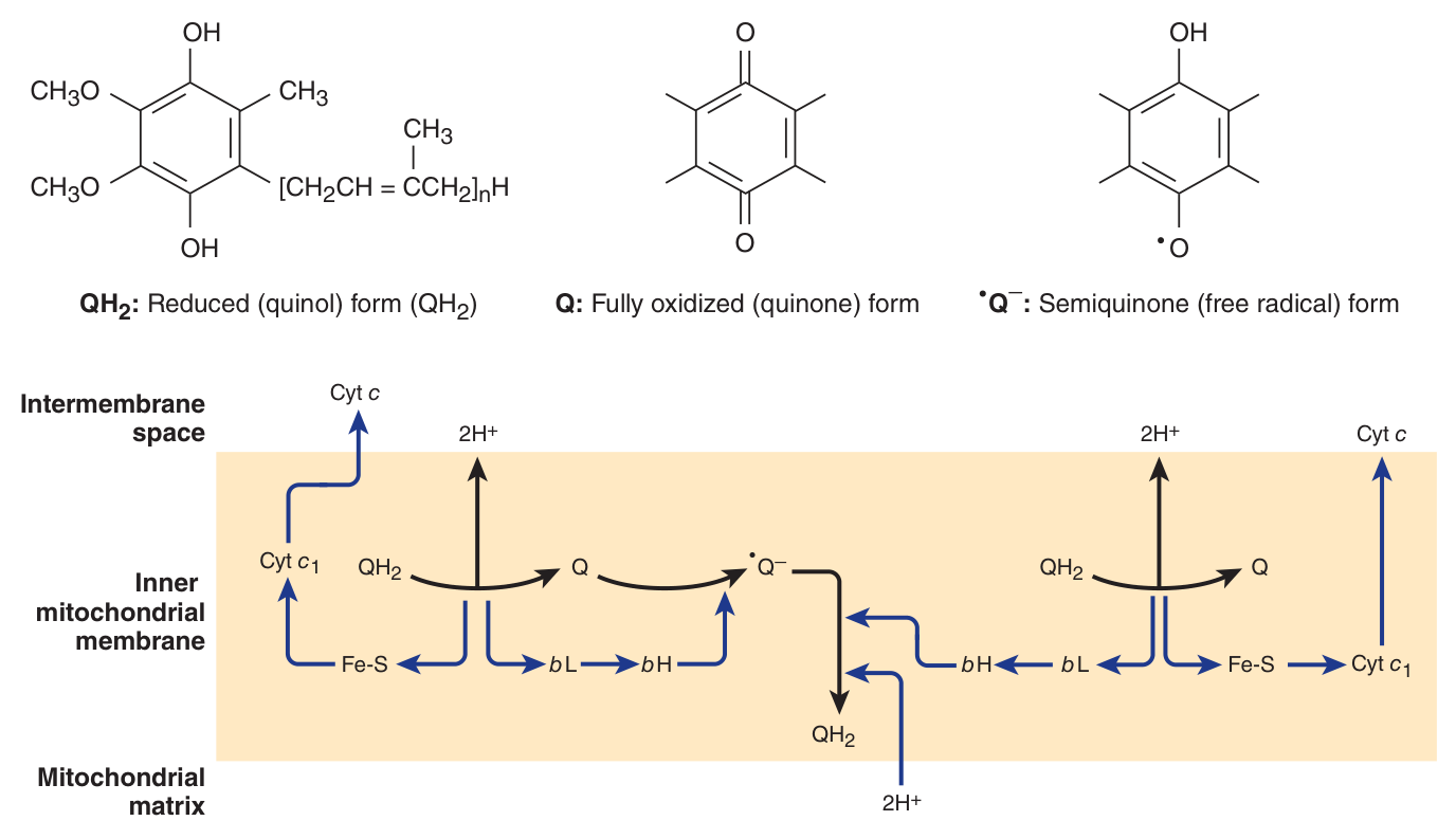 The Q cycle. Q exists as the oxidised quinone, the reduced quinol QH₂, or the transient semiquinone free radical — which is how a two-electron carrier feeds one-electron cytochromes