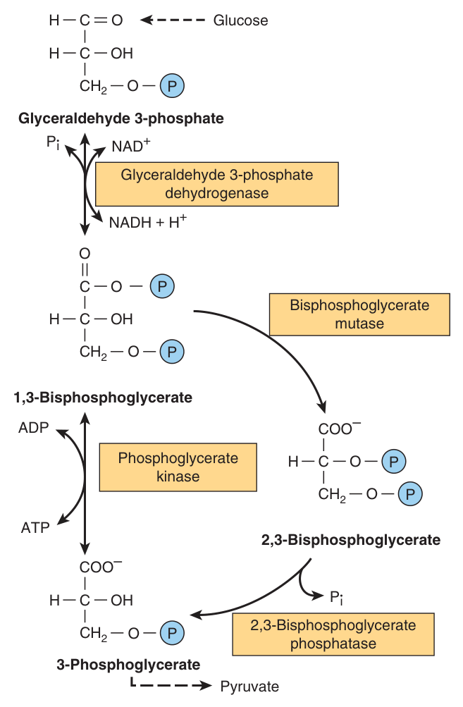 The 2,3-bisphosphoglycerate pathway in erythrocytes β bypassing phosphoglycerate kinase, so no ATP is formed at that step