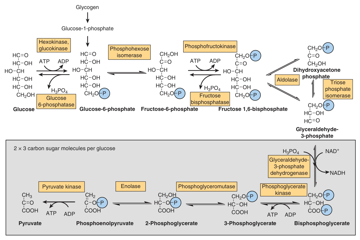 The complete pathway of glycolysis. Note the two ATP consumed in the upper (investment) phase and the four produced in the shaded lower (payoff) phase, which runs twice per glucose
