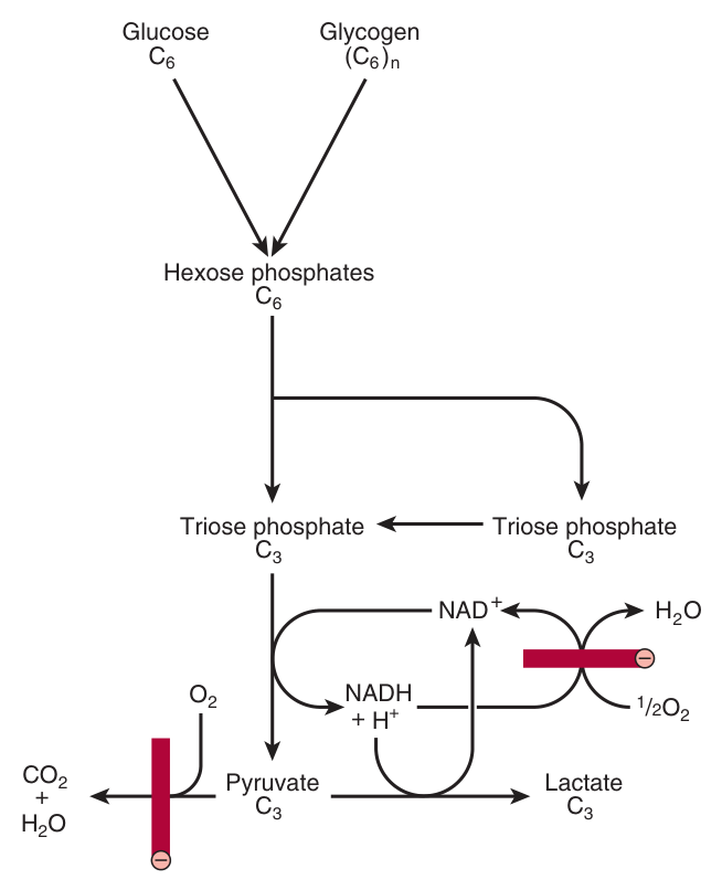 Summary of glycolysis. The red bars mark the steps blocked under anaerobic conditions or by absence of mitochondria, as in erythrocytes β which is why lactate is the end product there