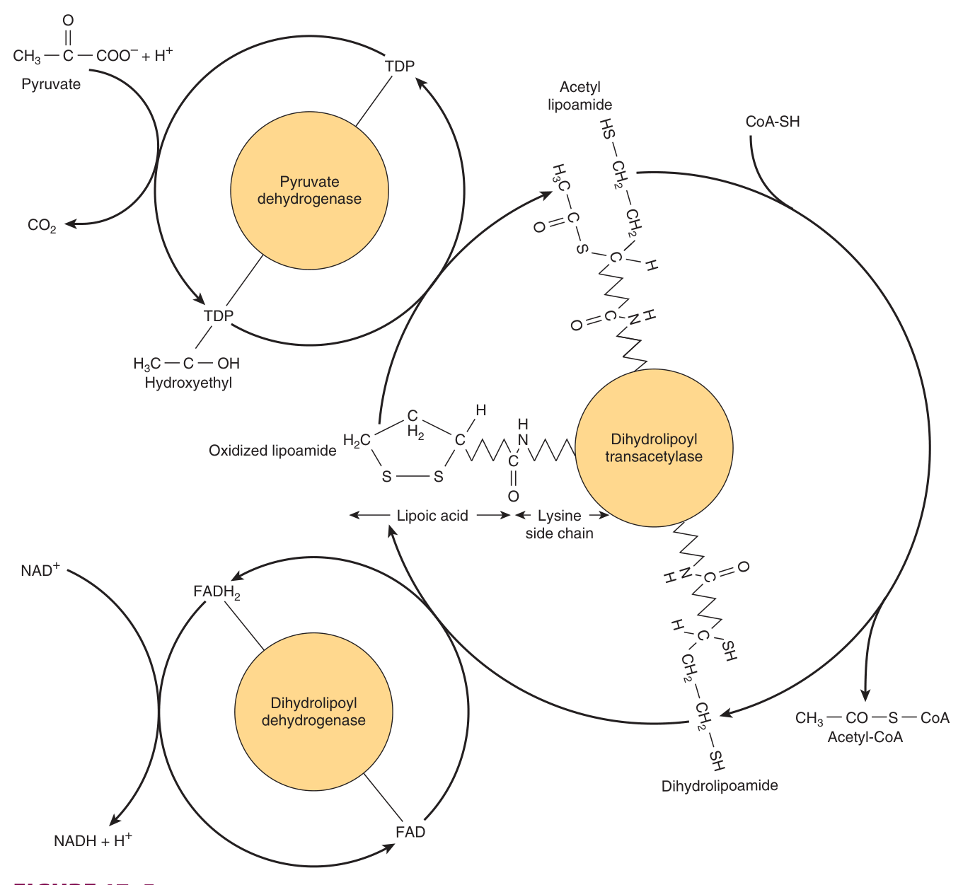 Oxidative decarboxylation of pyruvate by the pyruvate dehydrogenase complex β three enzymes and five cofactors working in sequence