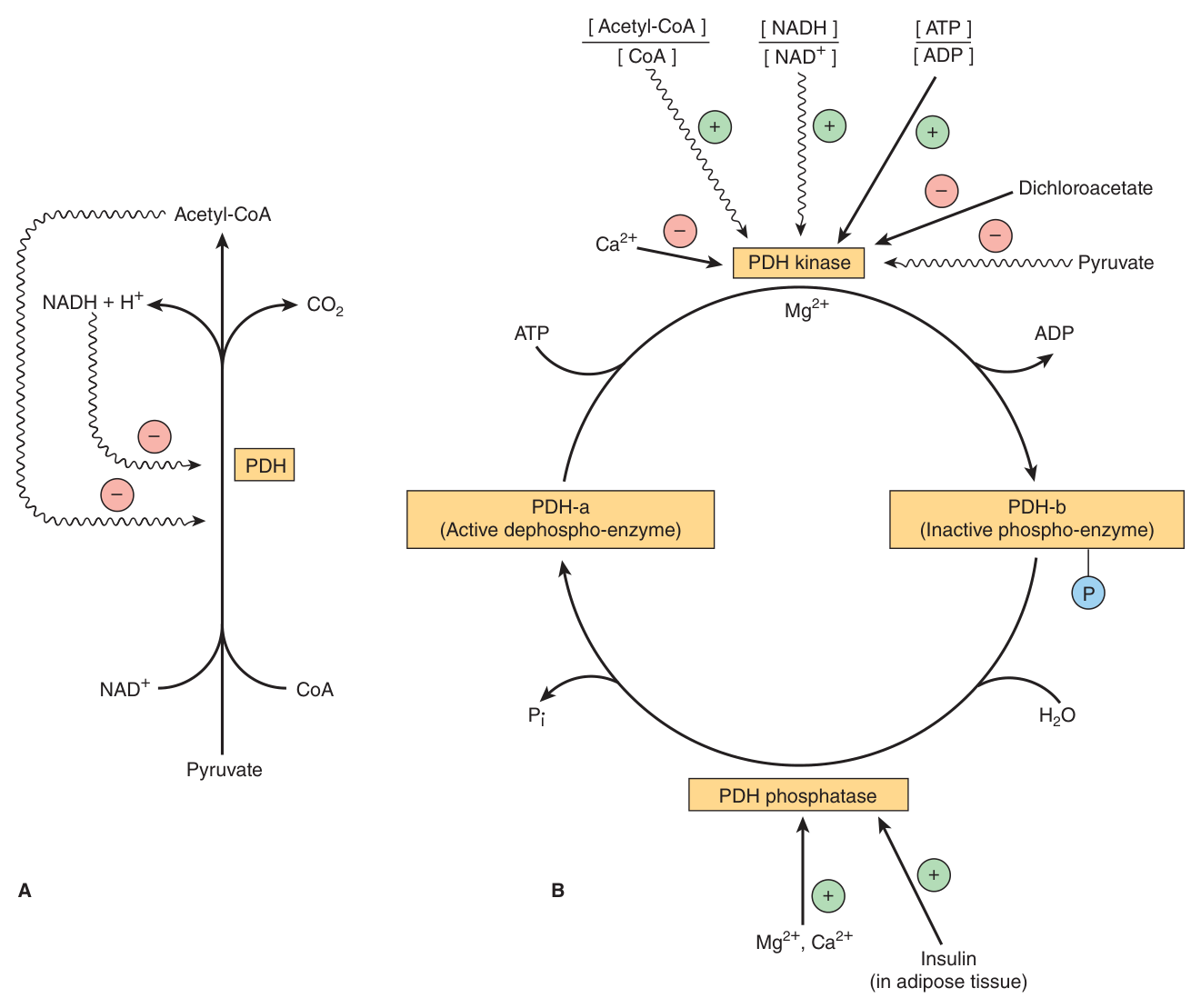 Regulation of PDH: (A) end-product inhibition by acetyl-CoA and NADH; (B) interconversion of the active dephospho-enzyme PDH-a and the inactive phospho-enzyme PDH-b