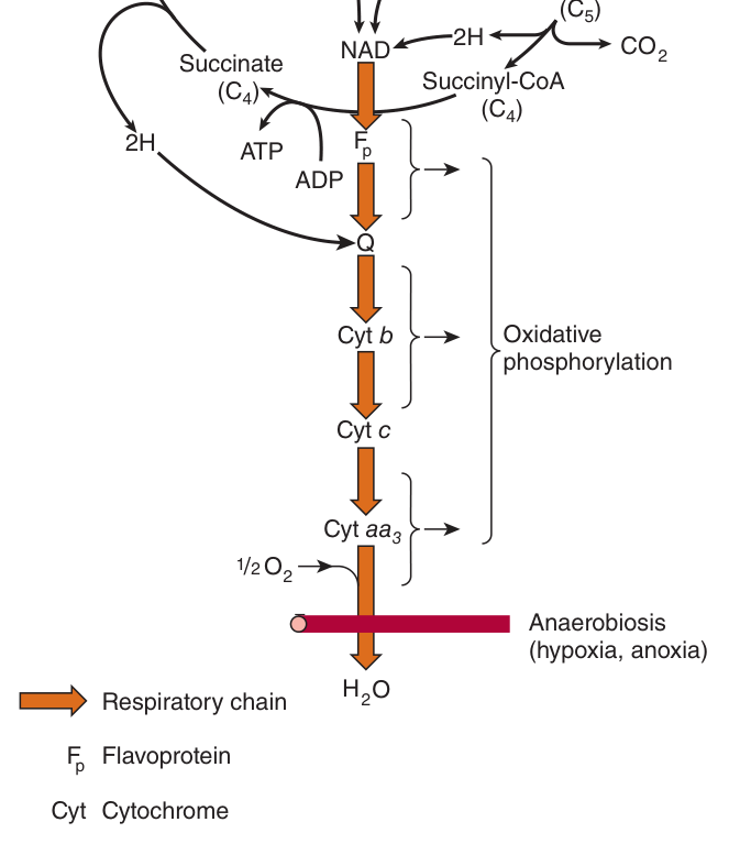 The citric acid cycle as the major catabolic pathway — note that its output is reduced coenzymes feeding the respiratory chain, not ATP directly