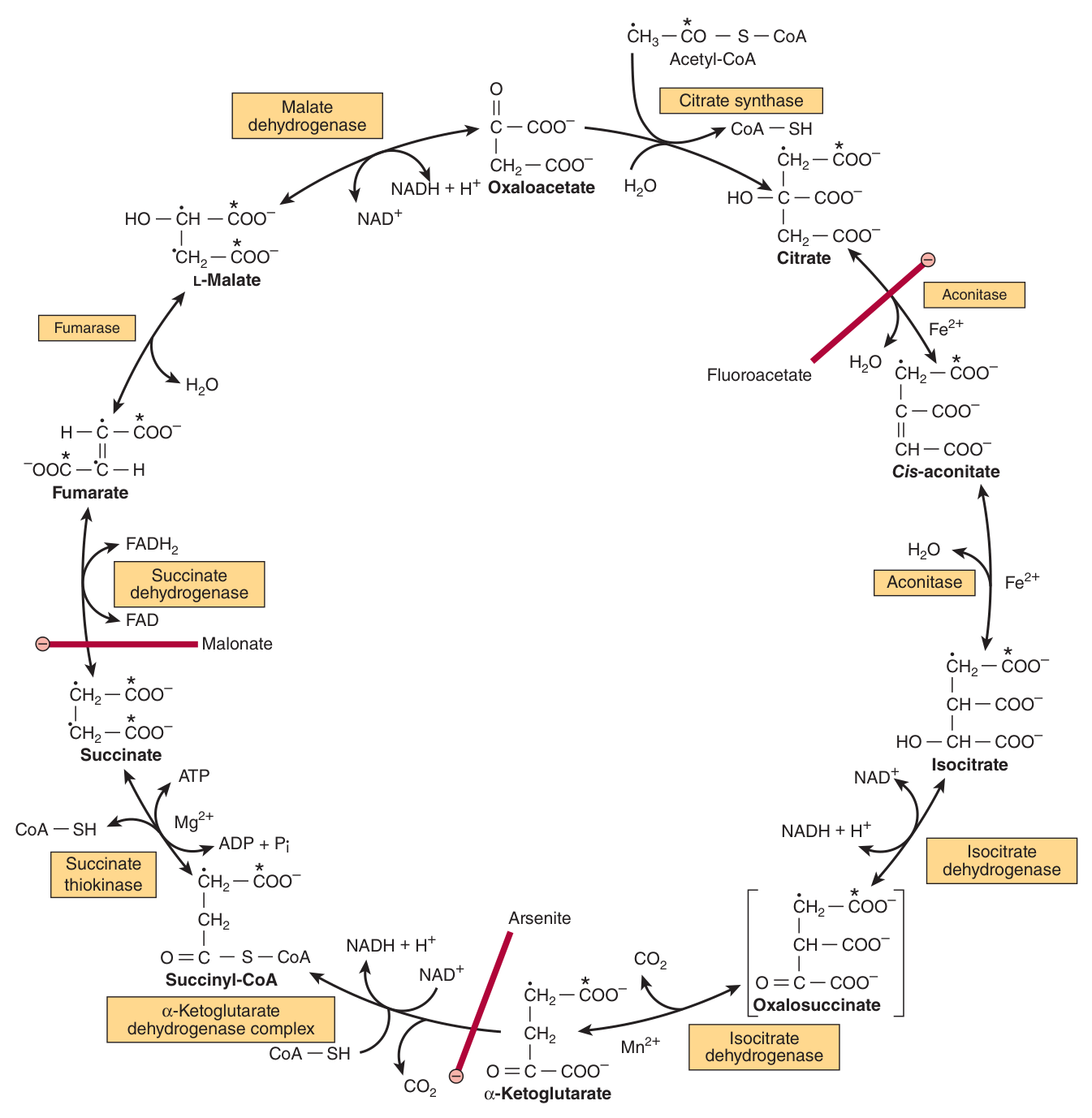 The citric acid (Krebs) cycle in full. The red bars mark the sites of inhibition — fluoroacetate at aconitase, arsenite at α-ketoglutarate dehydrogenase, malonate at succinate dehydrogenase