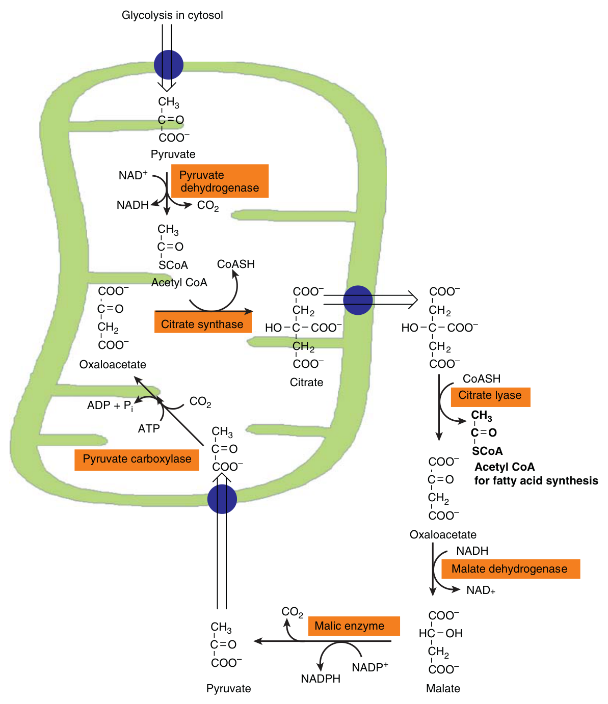 Provision of cytosolic acetyl-CoA for fatty acid synthesis: citrate leaves the mitochondrion and is cleaved by ATP-citrate lyase