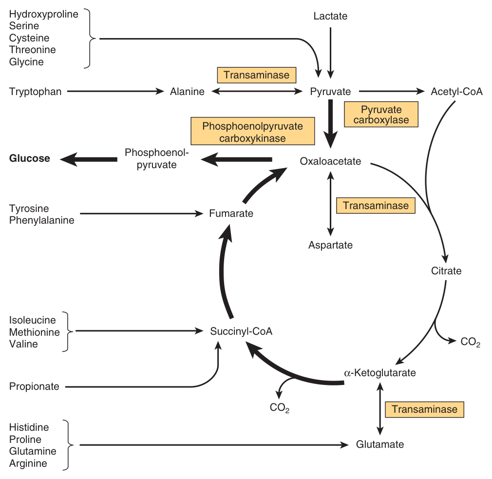 The cycle in transamination and gluconeogenesis — note which amino acids enter at which intermediate, and PEP carboxykinase as the exit to glucose