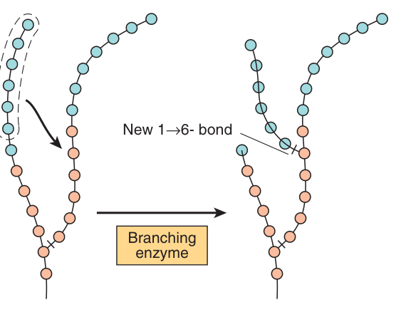 Branching: once a chain reaches at least 11 residues, branching enzyme transfers at least six to a neighbouring chain, forming a new 1→6 bond