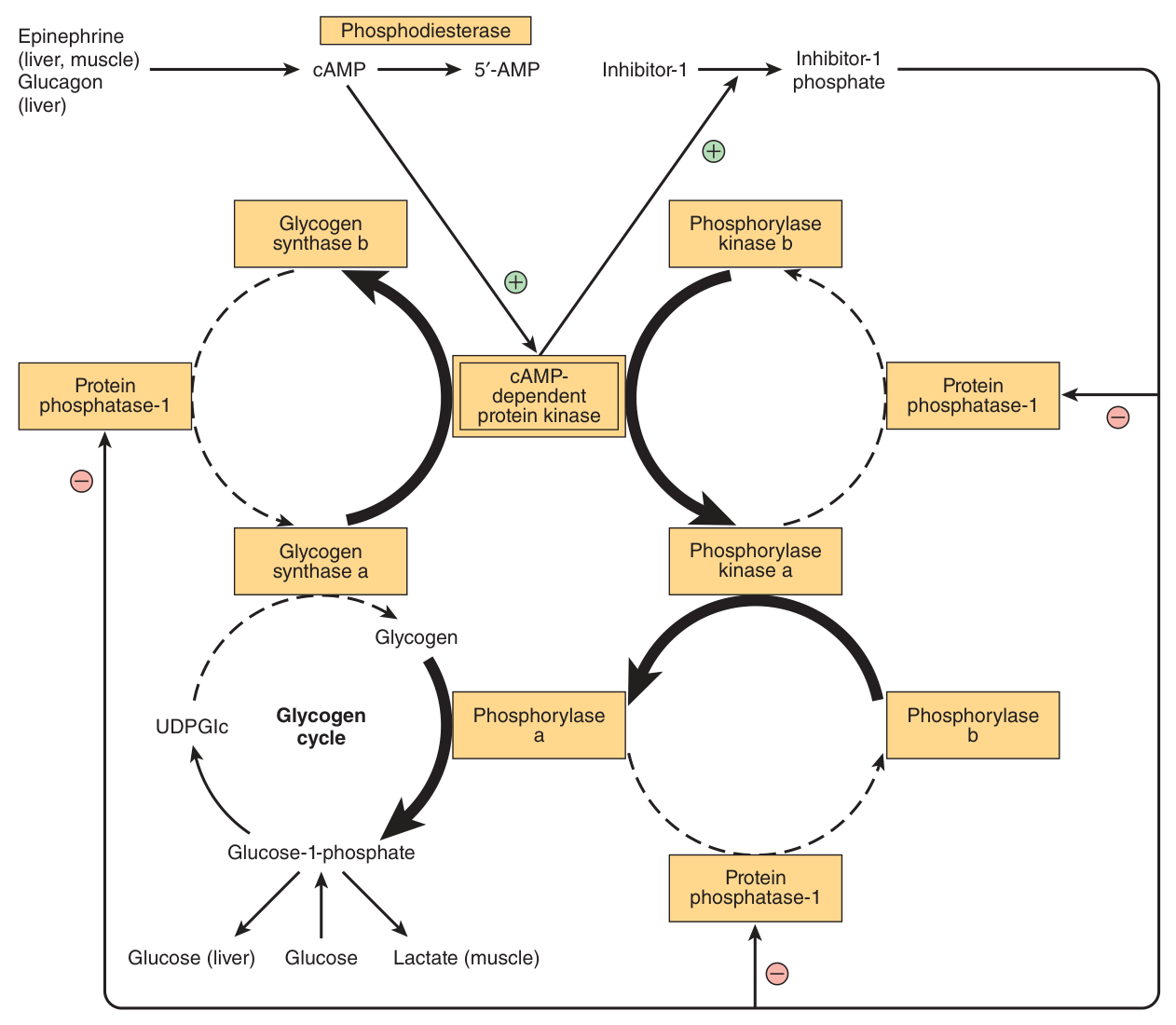 Coordinated control of glycogenolysis and glycogenesis by cAMP-dependent protein kinase. One kinase activates phosphorylase and inactivates glycogen synthase — reciprocal regulation in a single diagram