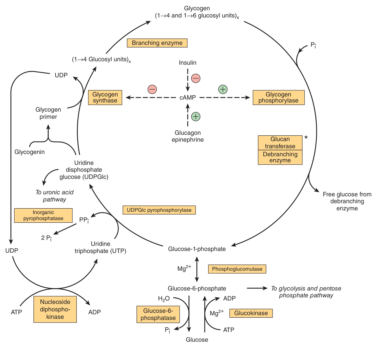 Pathways of glycogenesis and glycogenolysis in the liver — synthesis on the left via UDPGlc, breakdown on the right via phosphorylase. Note they are separate routes