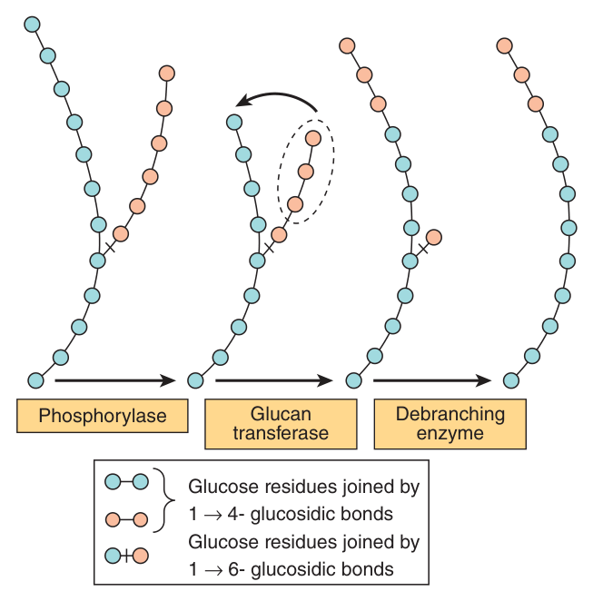 Steps in glycogenolysis — phosphorylase works inwards until about four residues remain, then glucan transferase and debranching enzyme deal with the 1→6 branch point