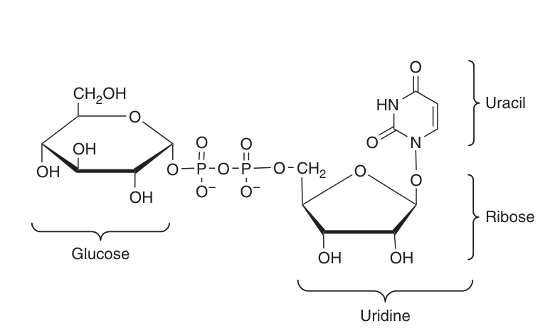 Uridine diphosphate glucose (UDPGlc) — the “active glucose” of glycogen synthesis