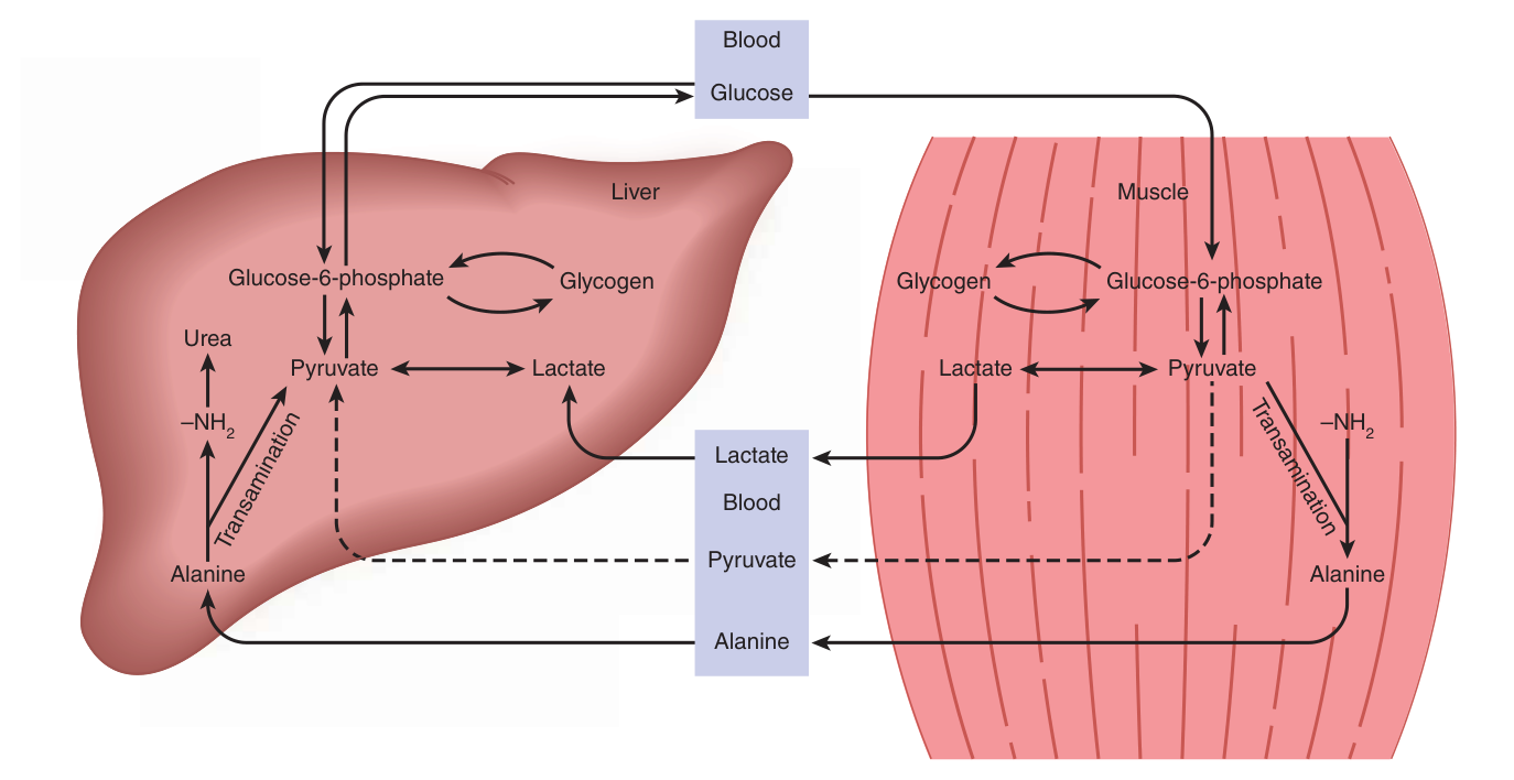 The lactic acid (Cori) cycle and the glucose-alanine cycle β muscle lactate travels to the liver, becomes glucose, and returns