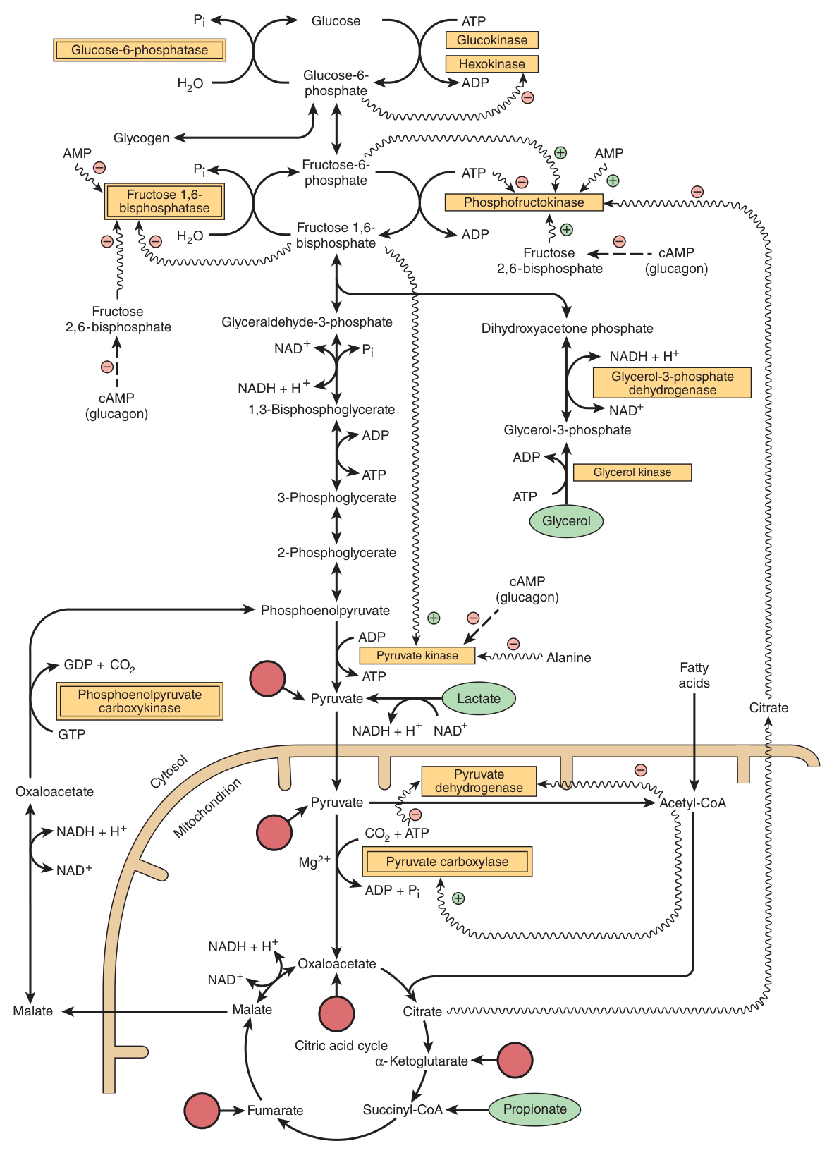 Major pathways and regulation of gluconeogenesis and glycolysis in the liver. The four bypass enzymes are the entire difference between the two directions
