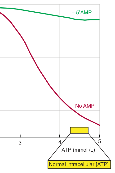 Inhibition of phosphofructokinase-1 by ATP at normal intracellular concentrations, and its relief by 5β²AMP β the enzyme is deliberately held partly switched off so that it has somewhere to go