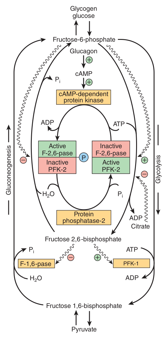 Control of glycolysis and gluconeogenesis by fructose 2,6-bisphosphate. Note the single bifunctional enzyme, active as PFK-2 or as fructose-2,6-bisphosphatase depending on its phosphorylation state