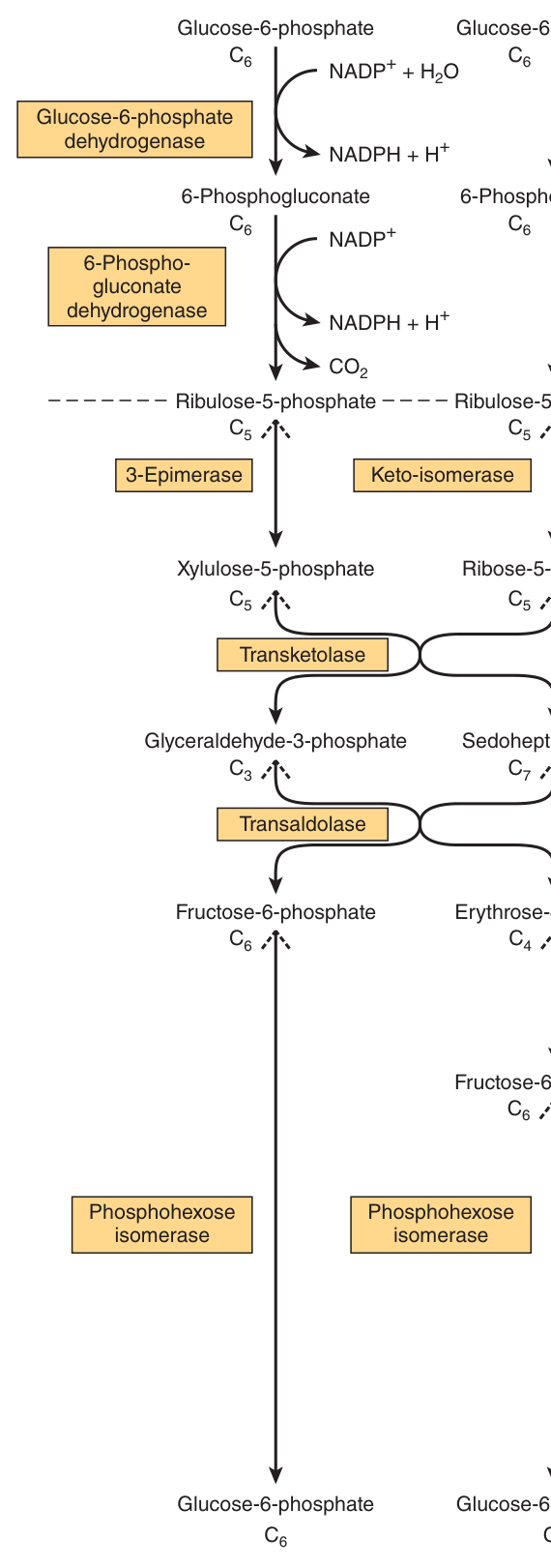 Flow chart of the pentose phosphate pathway and its connections with glycolysis — the “shunt” leaving at glucose 6-phosphate and rejoining at fructose 6-phosphate and glyceraldehyde 3-phosphate