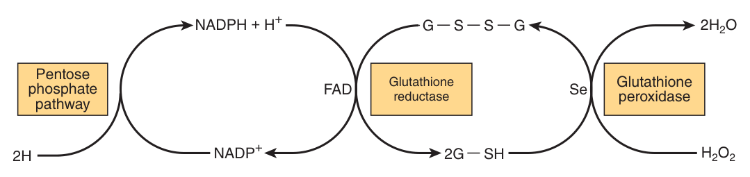 The pentose phosphate pathway in the glutathione peroxidase system: NADPH → glutathione reductase (FAD) → reduced glutathione → glutathione peroxidase (Se) → H₂O₂ removed