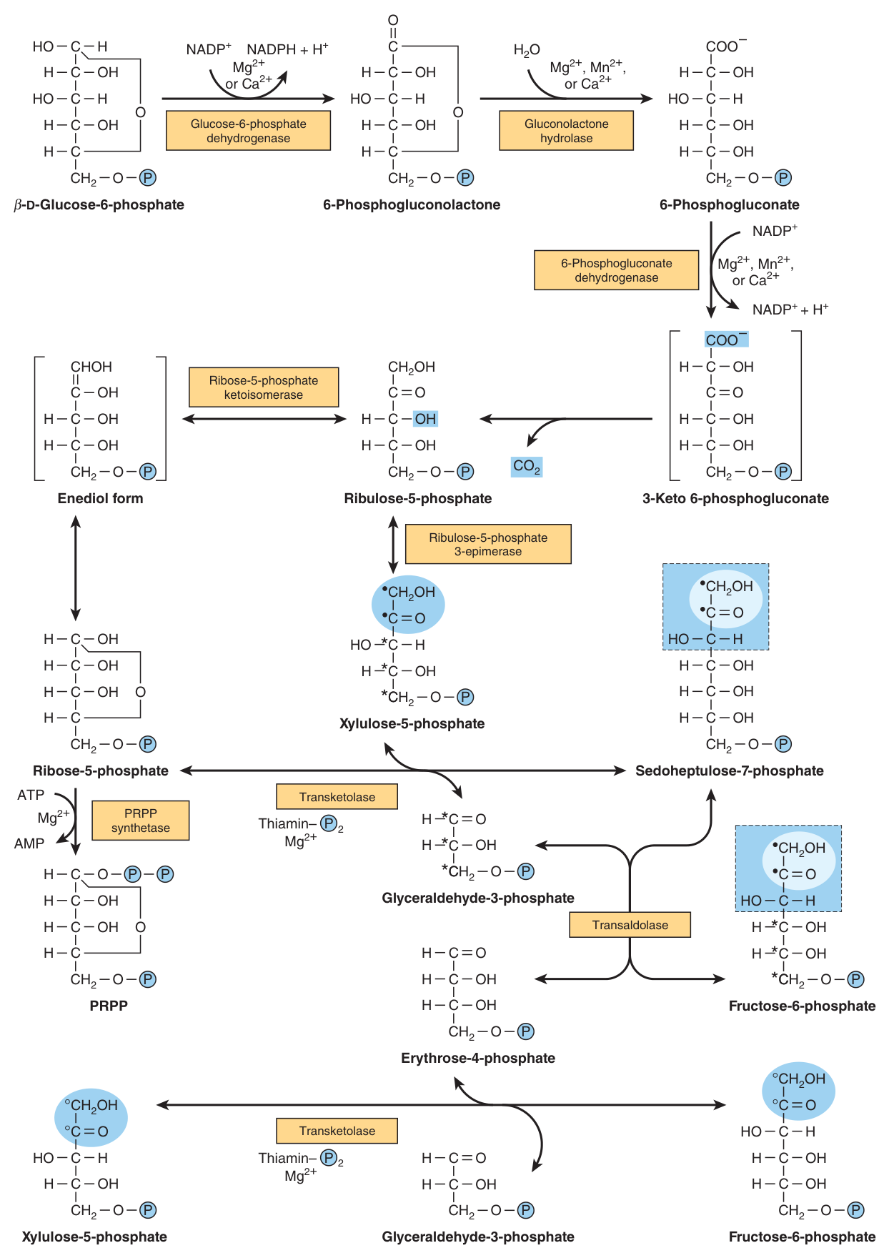 The pentose phosphate pathway in full: the oxidative phase at the top yielding NADPH and CO₂, the non-oxidative rearrangements below