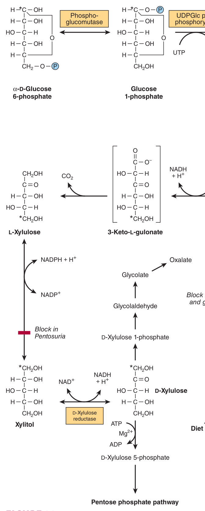 The uronic acid pathway, which makes the glucuronic acid used to excrete metabolites and xenobiotics as glucuronides