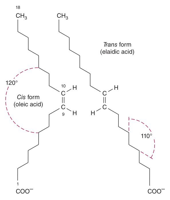 Geometric isomerism of Ξ9,10-unsaturated fatty acids: the cis form (oleic acid) is kinked, the trans form (elaidic acid) is almost as straight as a saturated chain β which is why trans fats behave like saturated fats