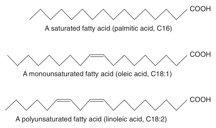 Saturated and unsaturated fatty acids β note how a cis double bond puts a fixed bend in an otherwise straight chain