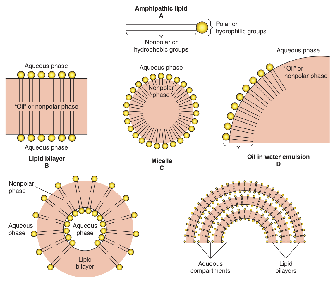 How amphipathic lipids orient themselves in water: bilayers, micelles, liposomes and the lipoprotein surface β all the same principle, polar faces out