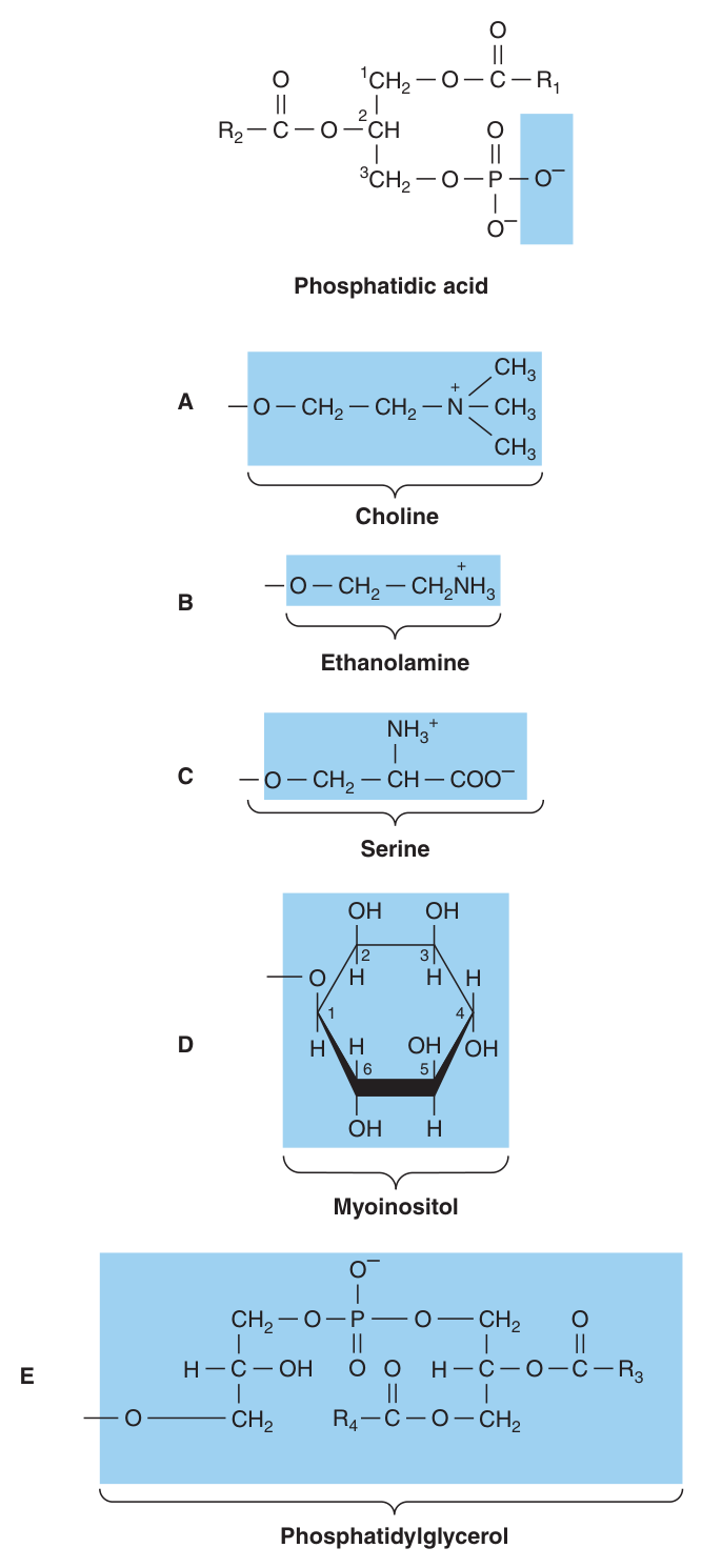 The phosphatidylcholine family β a glycerol backbone, two fatty acyl chains, and a phosphate bearing a polar head group