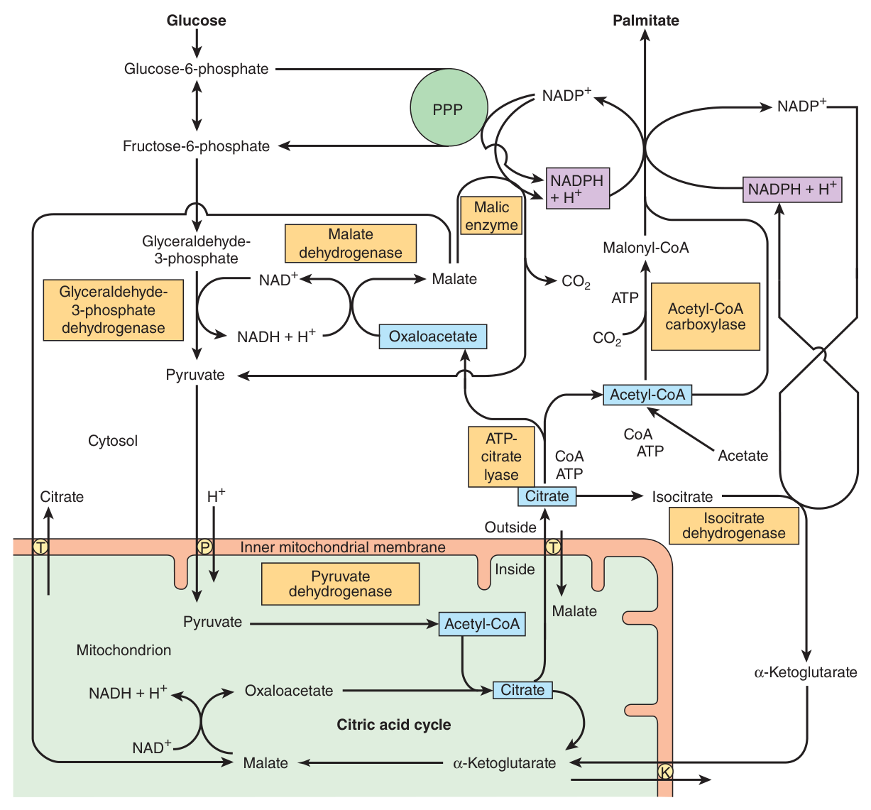 Provision of acetyl-CoA and NADPH for lipogenesis — the citrate shuttle on the left, malic enzyme and the pentose phosphate pathway supplying reducing equivalents