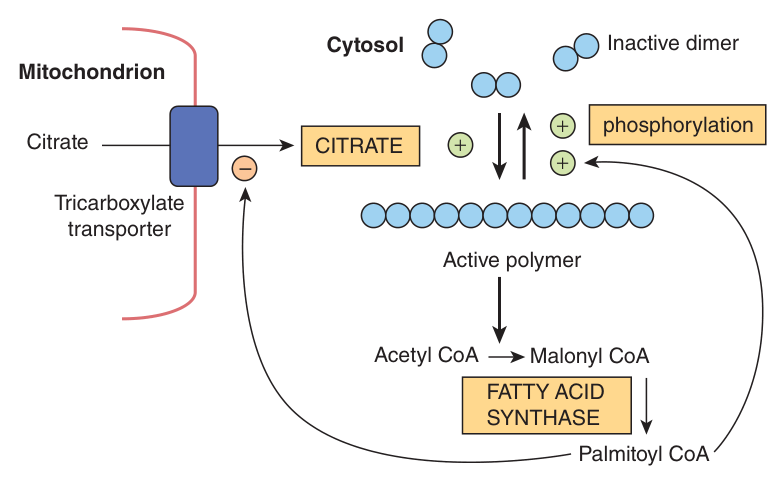 Regulation of acetyl-CoA carboxylase: citrate converts the inactive dimer to the active polymer, phosphorylation and long-chain acyl-CoA switch it off