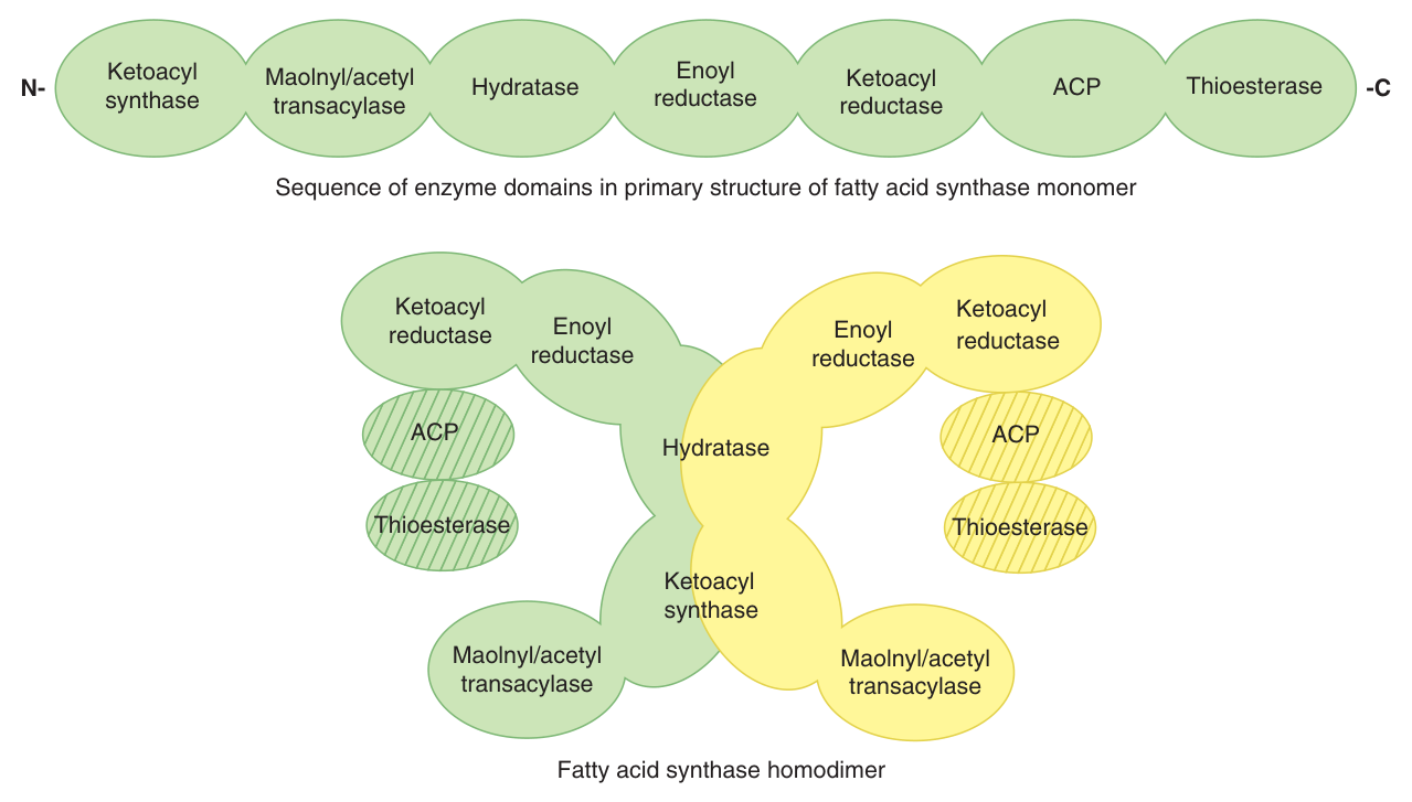 The fatty acid synthase multienzyme complex: a homodimer, each subunit carrying six enzymes and an ACP. The intermediates never leave the complex