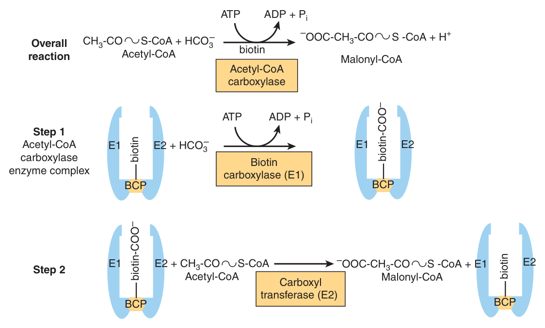 Acetyl-CoA carboxylase — biotin is carboxylated first at the expense of ATP, then hands the carboxyl group to acetyl-CoA