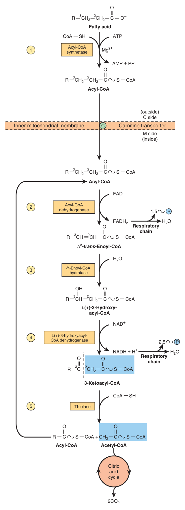 The Ξ²-oxidation spiral: oxidation β hydration β oxidation β thiolytic cleavage, releasing one acetyl-CoA per turn