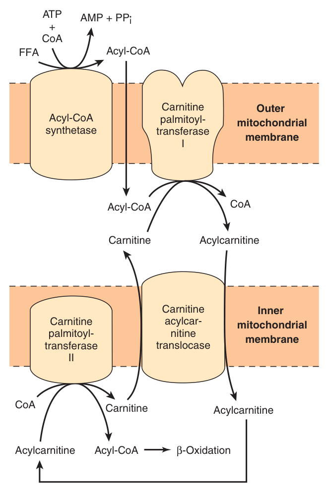 The carnitine shuttle β CPT-I on the outer membrane, the translocase exchanging acylcarnitine for carnitine, CPT-II regenerating acyl-CoA inside