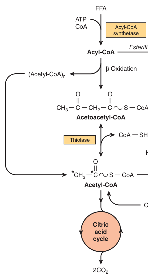 Ketogenesis in the hepatic mitochondrion β HMG-CoA synthase is the regulatory step