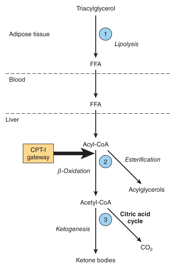 The three successive stages at which ketogenesis is regulated: lipolysis in adipose tissue, CPT-I activity, and the partition of acetyl-CoA between ketogenesis and the citric acid cycle