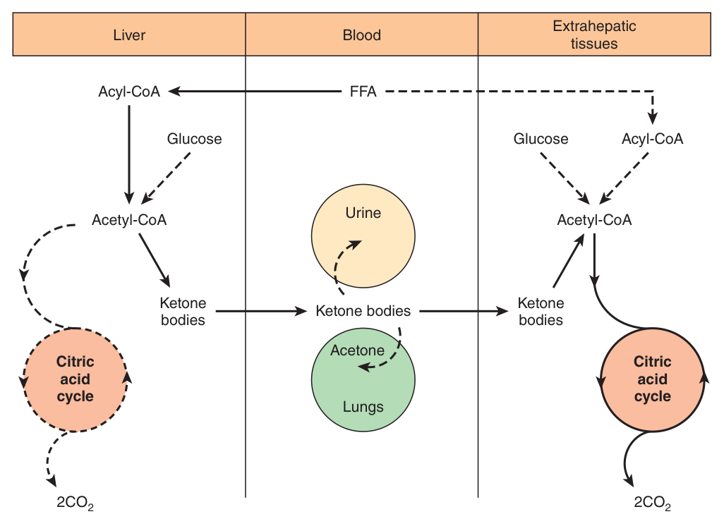 The fate of the ketone bodies: made in the liver, oxidised in extrahepatic tissues. The liver cannot use them because it lacks the CoA transferase