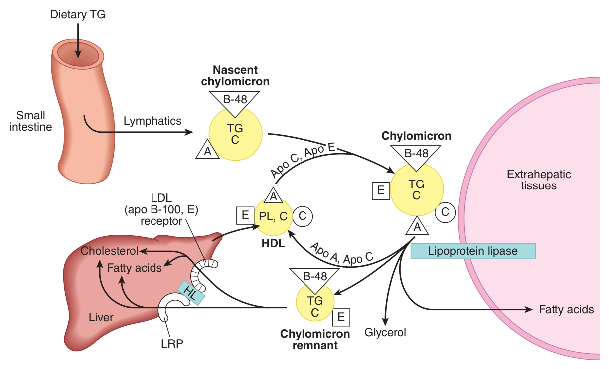 The metabolic fate of chylomicrons — apo C-II and apo E are borrowed from HDL, lipoprotein lipase strips the triacylglycerol, and the remnant is cleared by the liver via apo E