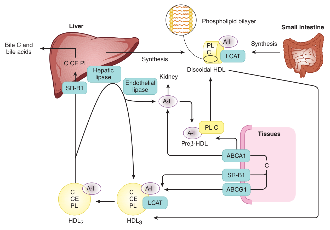 HDL metabolism and reverse cholesterol transport — ABCA1 effluxes free cholesterol, LCAT esterifies it so that it sinks into the core, and the ester returns to the liver directly or via CETP