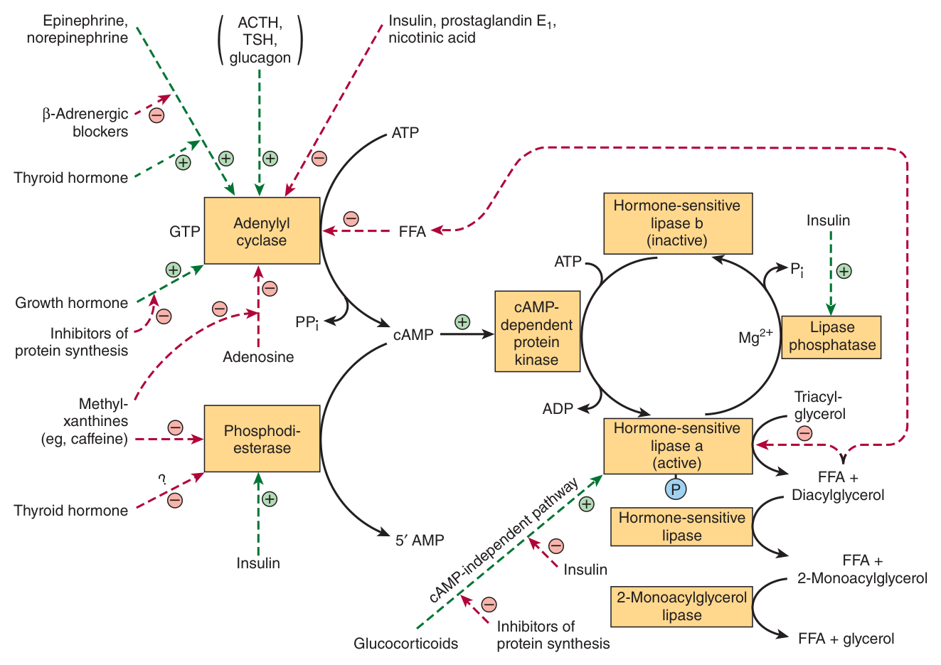 Control of adipose tissue lipolysis: the cAMP cascade activates hormone-sensitive lipase by phosphorylation; insulin, the principal antilipolytic hormone, opposes it