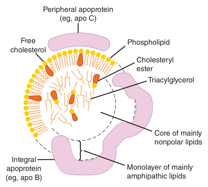 The general structure of a plasma lipoprotein — a nonpolar core of triacylglycerol and cholesteryl ester wrapped in an amphipathic monolayer of phospholipid, free cholesterol and apolipoprotein