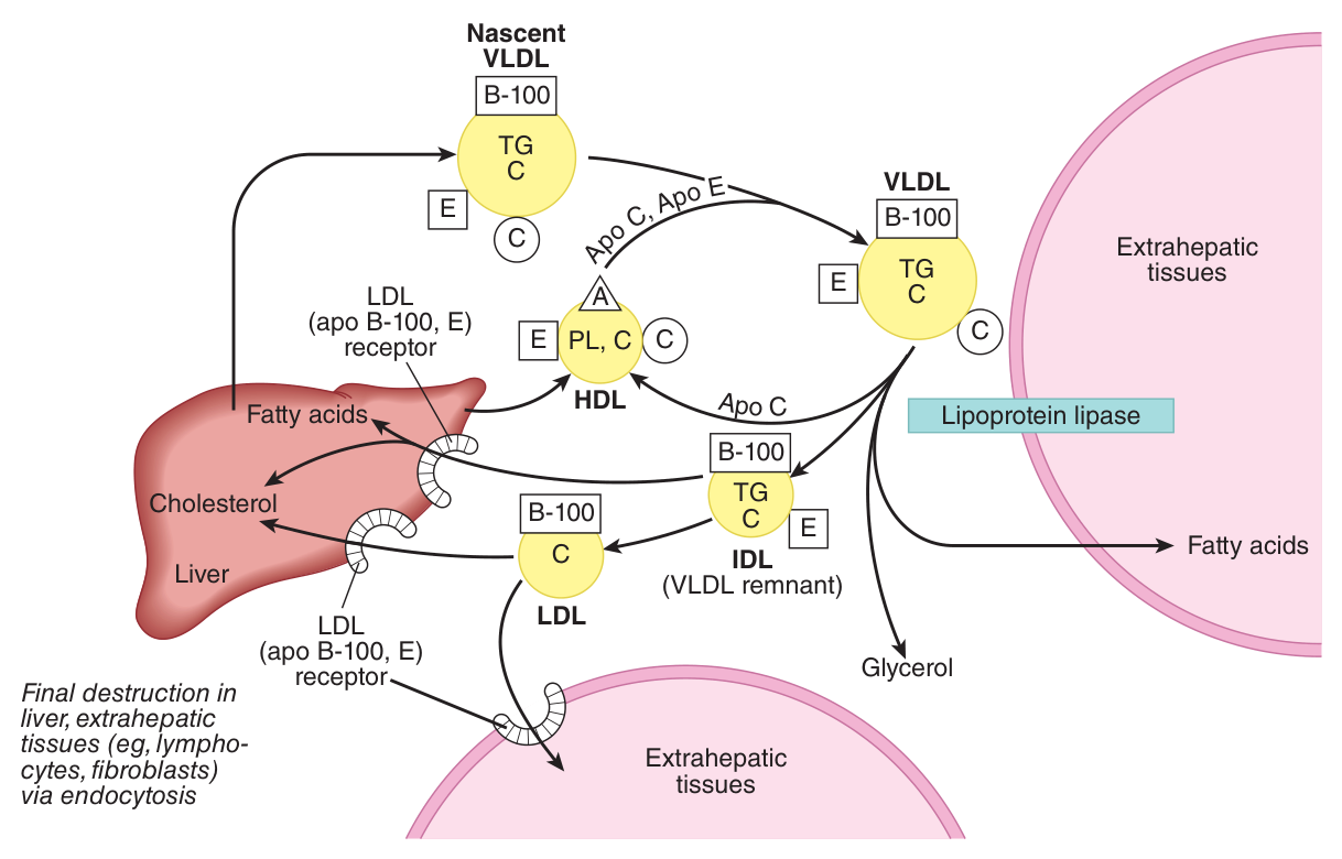 The metabolic fate of VLDL: progressive loss of triacylglycerol gives IDL and then LDL — so LDL is simply the cholesterol-rich residue of a VLDL particle